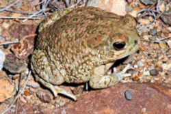 State Symbol: Texas State Amphibian: Texas Toad