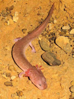State Symbol: Tennessee Cave Salamander : Tennessee State Amphibian