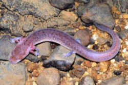 State Symbol: Tennessee Cave Salamander : Tennessee State Amphibian