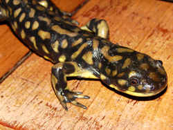 State Symbol: Colorado State Amphibian: Western Tiger Salamander