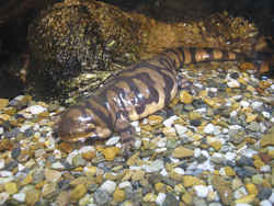 State Symbol: Colorado State Amphibian: Western Tiger Salamander