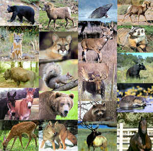 State Mammals & Animals