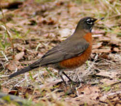 State Symbol: Connecticut State Bird: American Robin - Thrush