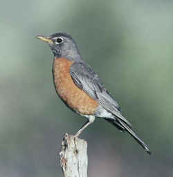 State Symbol: Connecticut State Bird: American Robin - Thrush