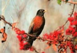 State Symbol: Michigan State Bird: Robin