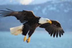National Bird: United States Bird: Bald Eagle