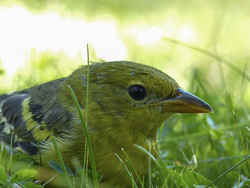 State Symbol: Maryland State Bird: Baltimore Oriole (icterid blackbird)