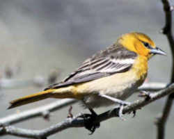 Maryland State Bird: Baltimore Oriole (icterid blackbird)