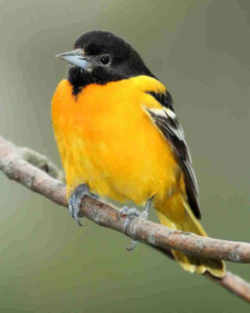 State Symbol: Maryland State Bird: Baltimore Oriole (icterid blackbird)