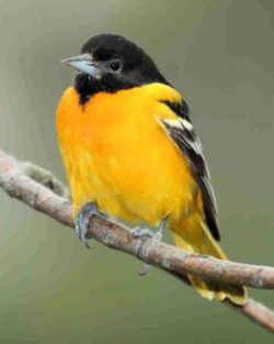 State Symbol: Maryland State Bird: Baltimore Oriole (icterid blackbird)