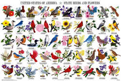 State Symbols: State Birds