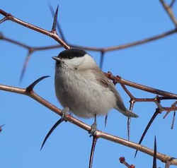 State Symbol: Massachusetts State Bird - Black-Capped Chickadee