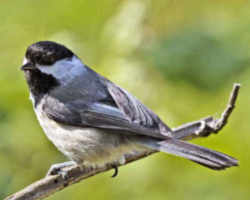 State Symbol: Massachusetts State Bird - Black-Capped Chickadee