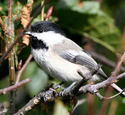 State Symbol: Maine State Bird: Chickadee