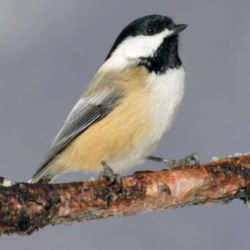 State Symbol: Maine State Bird: Chickadee