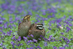 State Symbol: Georgia State Game Bird: Bobwhite Quail