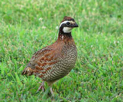 State Symbol: Georgia State Game Bird: Bobwhite Quail