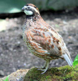 State Symbol: Georgia State Game Bird: Bobwhite Quail