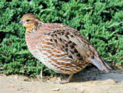 State Symbol: Missouri State Game Bird: Bobwhite Quail