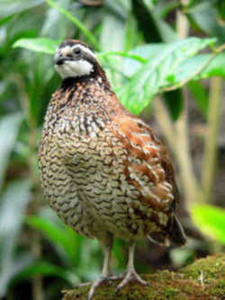 State Symbol: Missouri State Game Bird: Bobwhite Quail