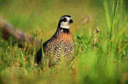 State Symbol: Tennessee State Game Bird - Bobwhite Quail