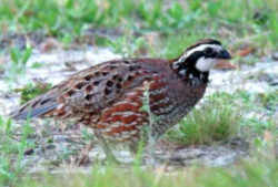 State Symbol: Tennessee State Game Bird - Bobwhite Quail