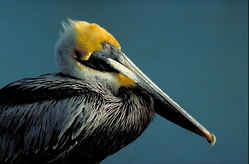 State Symbol: Louisiana State Bird: Brown Pelican