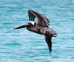 State Symbol: Louisiana State Bird: Brown Pelican