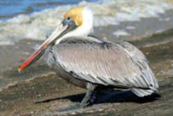 State Symbol: Louisiana State Bird: Brown Pelican