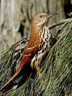 State Symbol: Brown Thrasher - Georgia State Bird