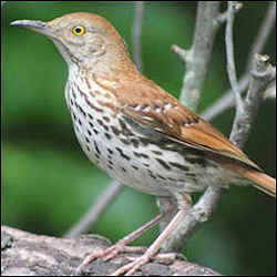 Brown Thrasher - Georgia State Bird