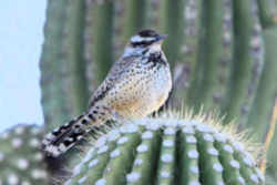 State Symbol: Arizona State Bird: Cactus Wren