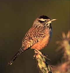 State Symbol: Arizona State Bird: Coues' Cactus Wren