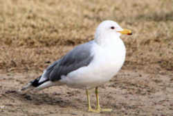 State Symbol: Utah State Bird - California Gull 