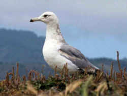 State Symbol: Utah State Bird - California Gull 