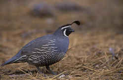 State Symbol: California State Bird: California Valley Quail