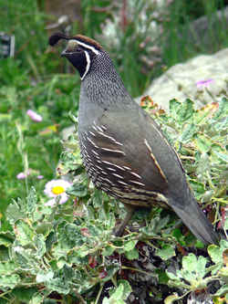 State Symbol: California State Bird: California Valley Quail