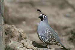 State Symbol: California State Bird: California Valley Quail