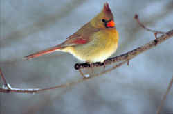State Symbol: Illinois State Bird - Cardinal