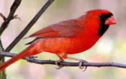 State Symbol: Illinois State Bird: Cardinal 
