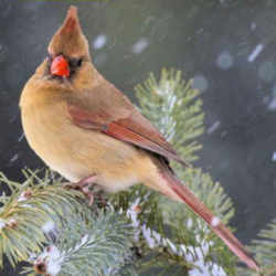State Symbol: Indiana State Bird: Cardinal