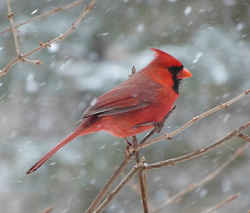 State Symbol: Kentucky State Bird - Cardinal