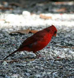 State Symbol: North Carolina State Bird - Cardinal