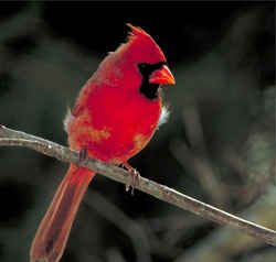 Ohio State Bird Cardinal Aka Winter