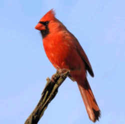 Ohio State Bird Cardinal Aka Winter