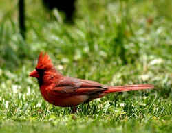 State Symbol: Virginia State Bird - Cardinal