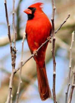 State Symbol: West Virginia State Bird: Cardinal - Redbird