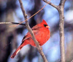 State Symbol: West Virginia State Bird - Cardinal
