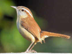 State Symbol: South Carolina State Bird - Carolina Wren