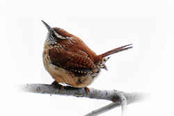 State Symbol: South Carolina State Bird - Carolina Wren
